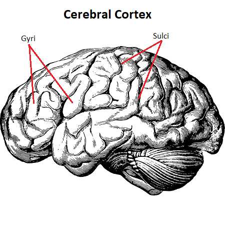 parts of the brain and functions diagram