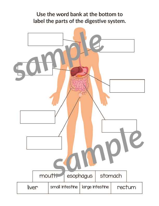 parts of the body diagram to label