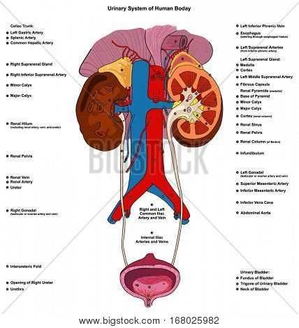 parts of urinary system diagram