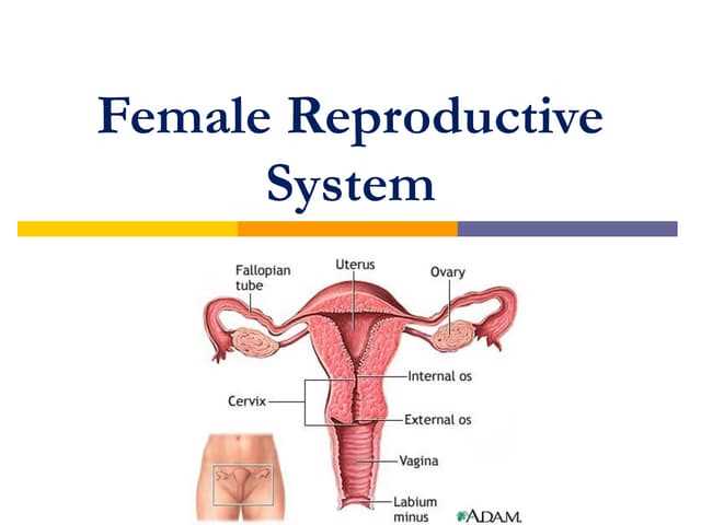 female body parts diagram