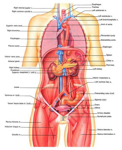 female body parts diagram