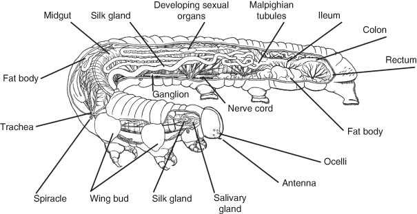 parts of an insect diagram