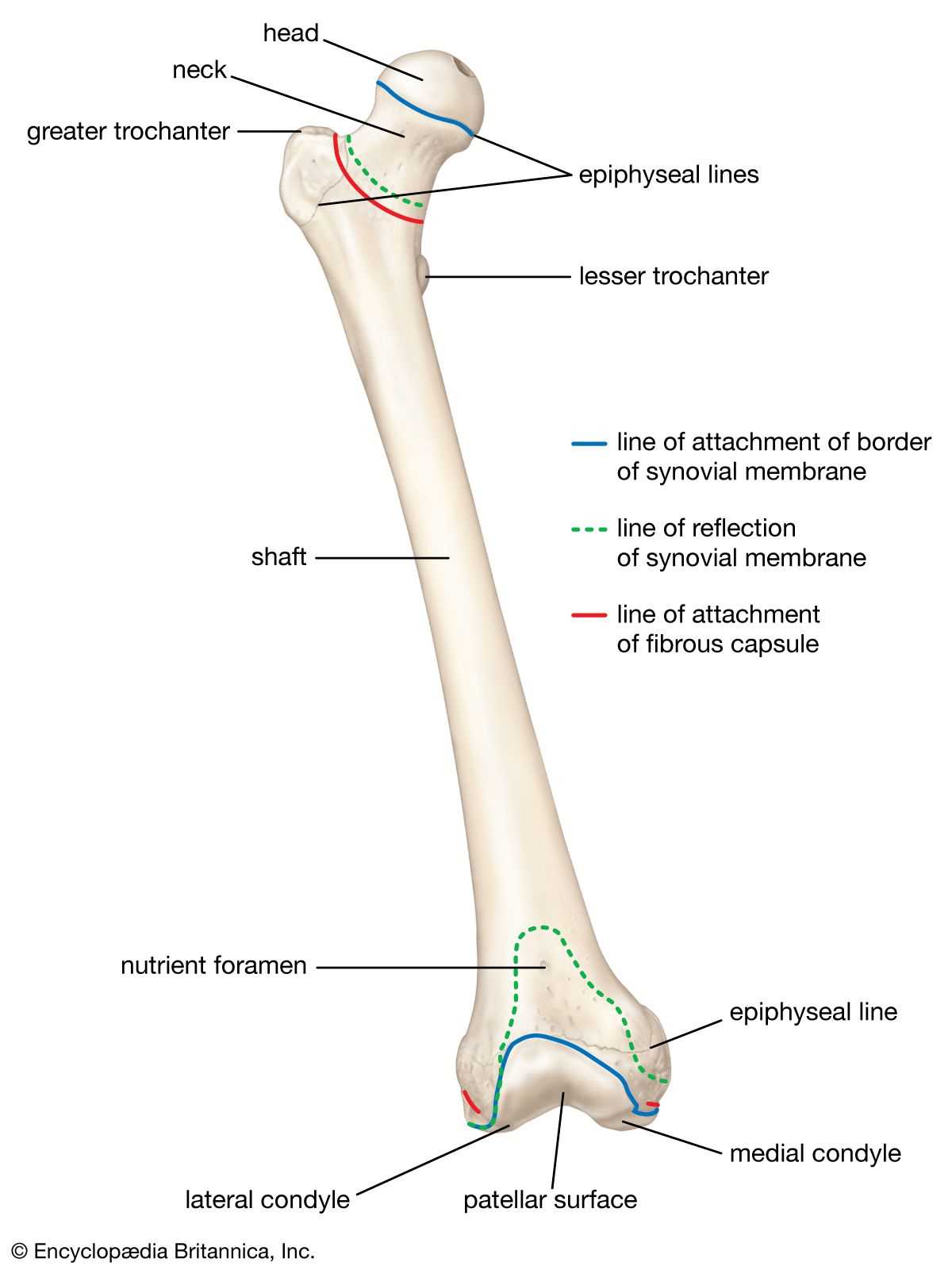 parts of leg diagram