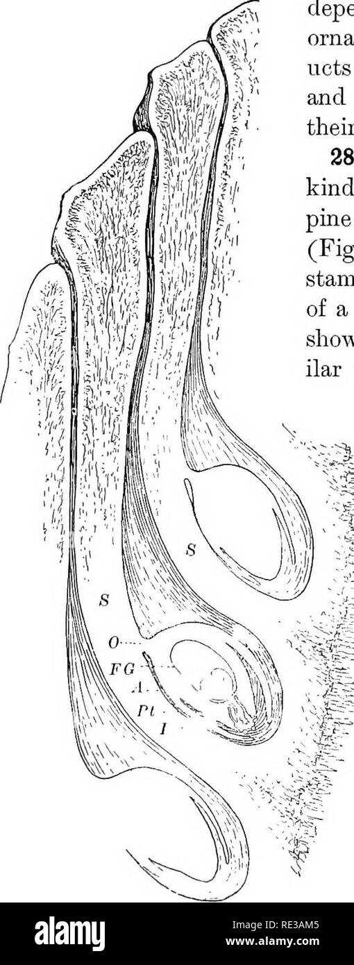 parts of a pine cone diagram