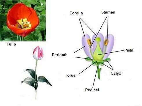 parts of a tulip diagram