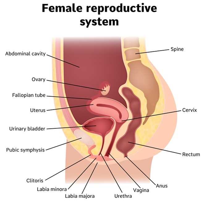 womens body parts diagram