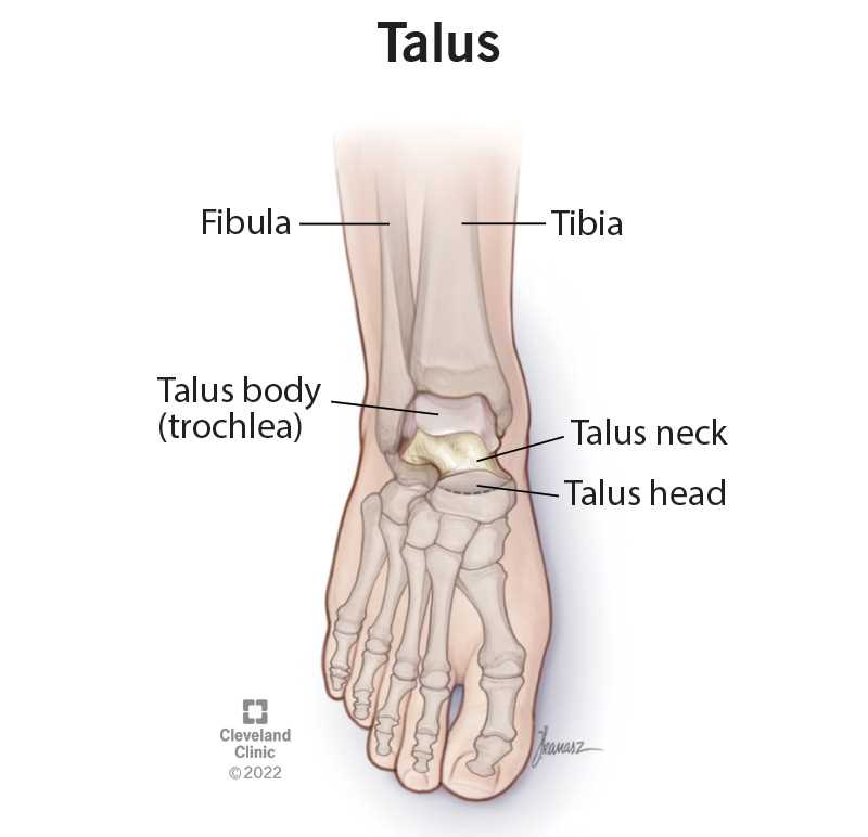 name of foot parts diagram