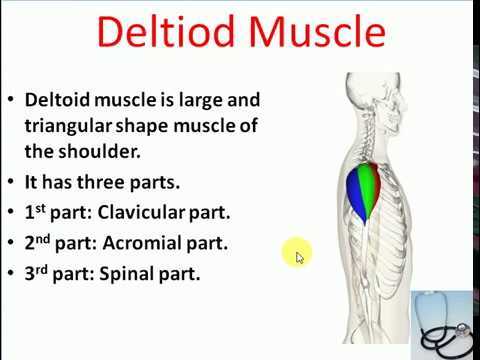 shoulder parts diagram