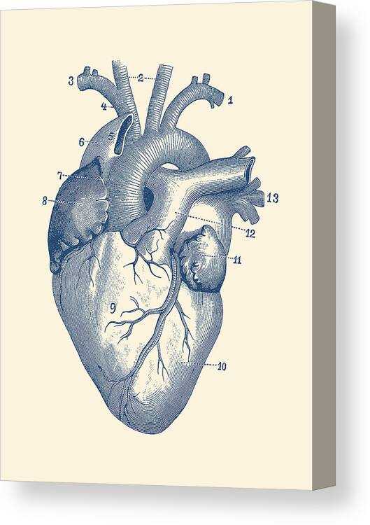 parts of the heart simple diagram