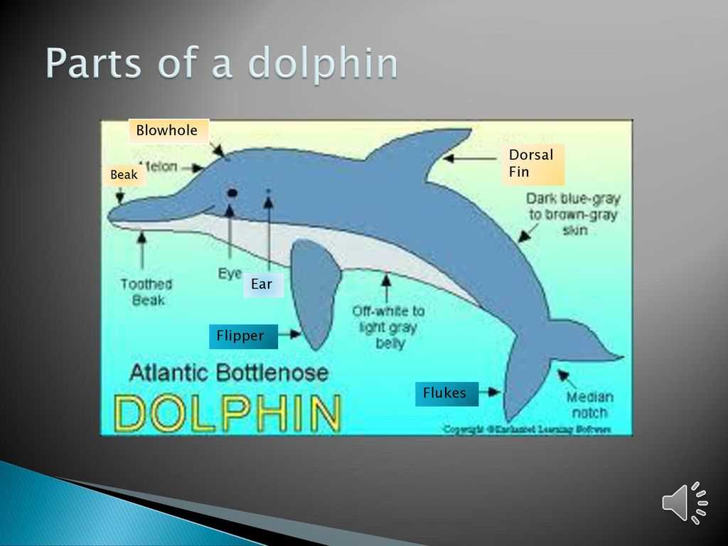 parts of a dolphin diagram