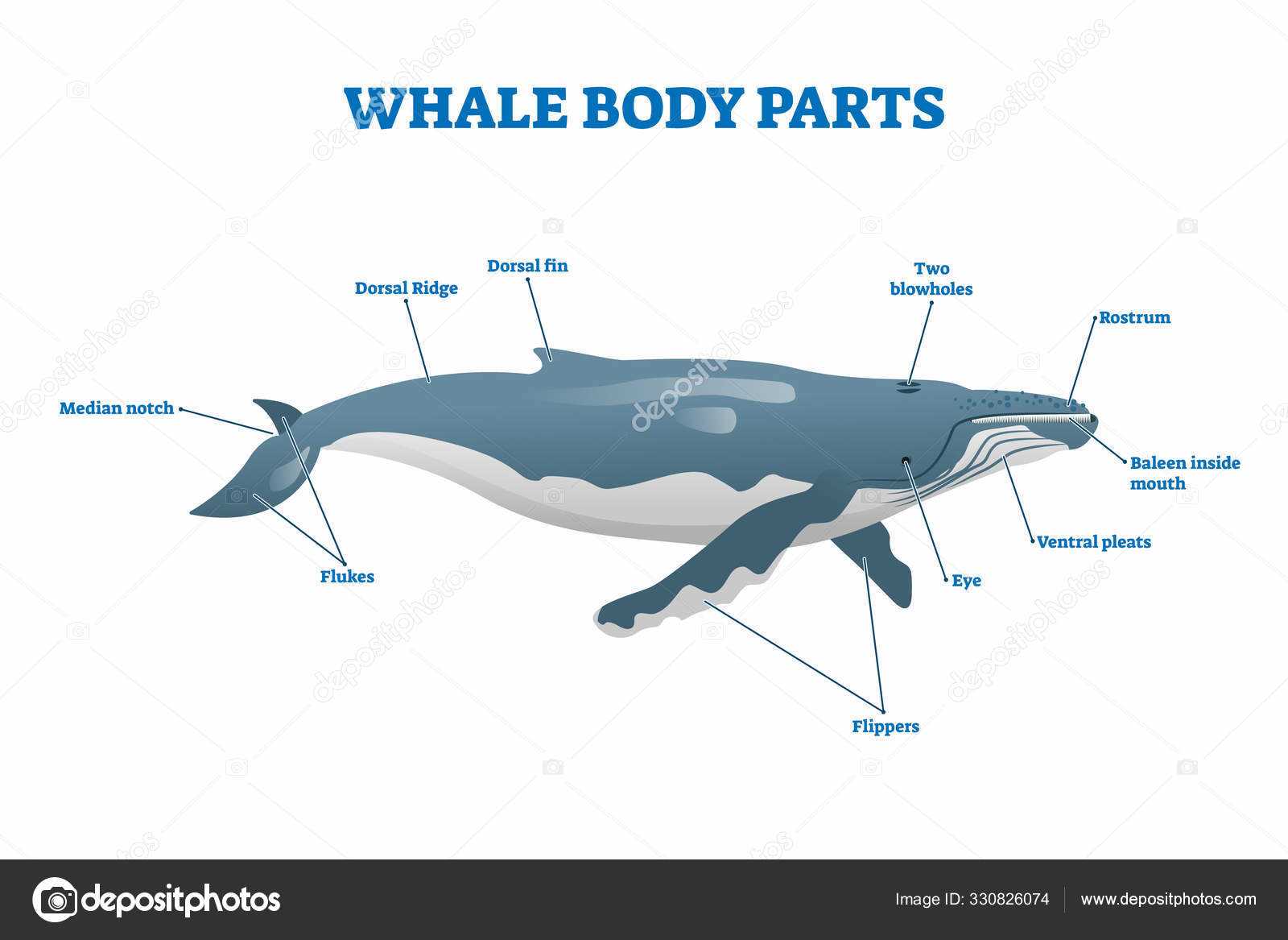 dolphin body parts diagram