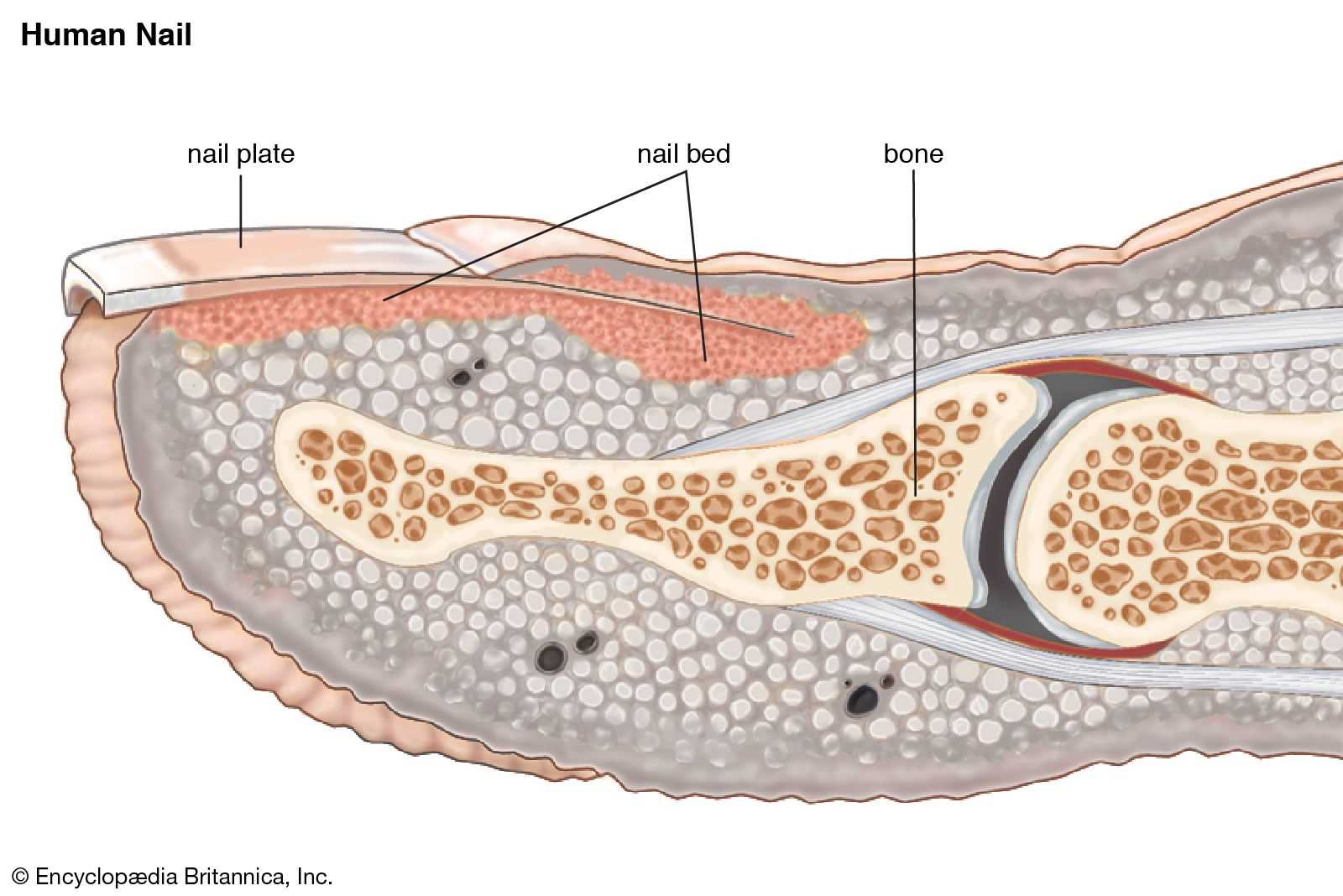 parts of a fingernail diagram