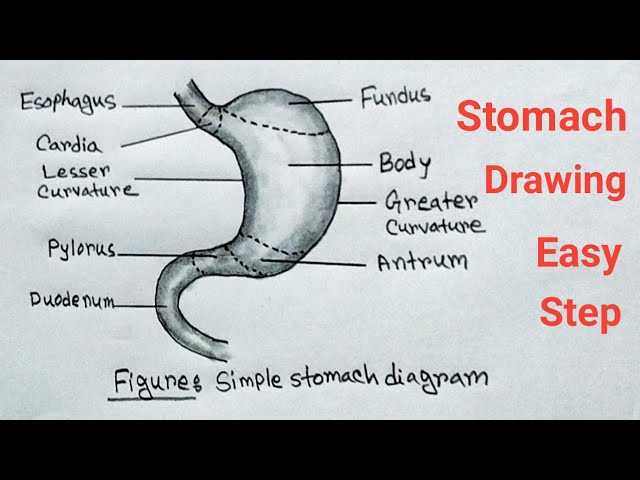 stomach diagram with parts