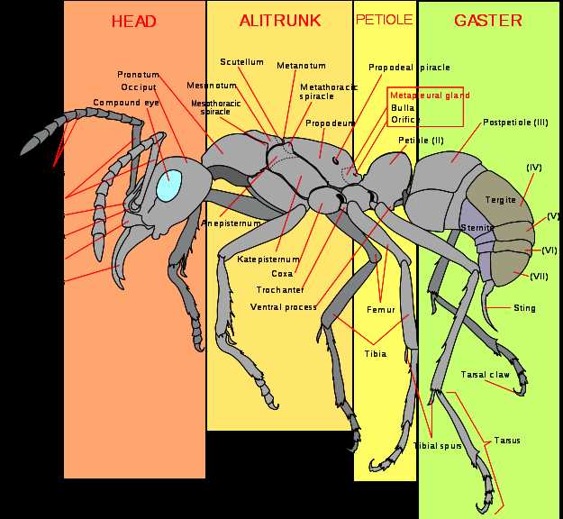 ant body parts diagram