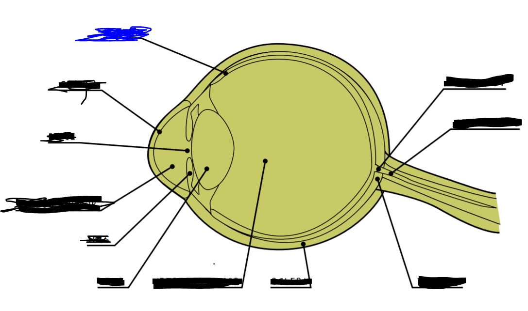 parts of the eye diagram quiz