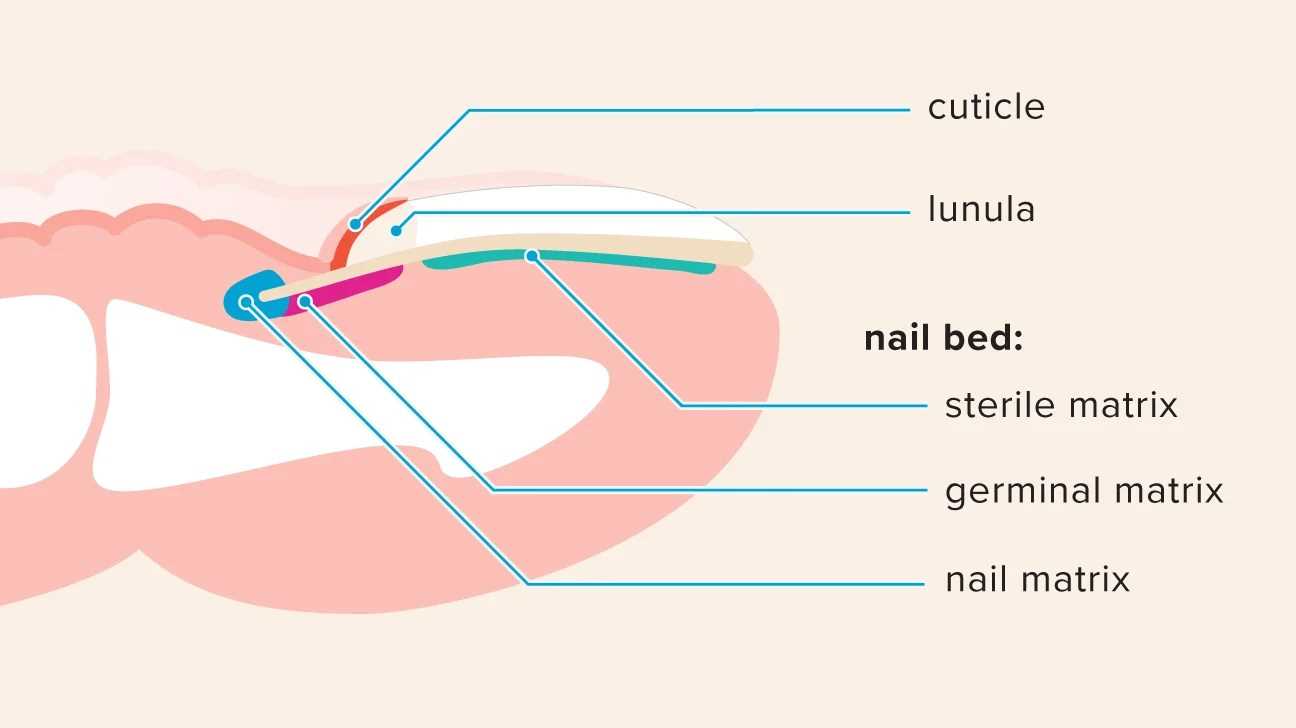 nail parts diagram