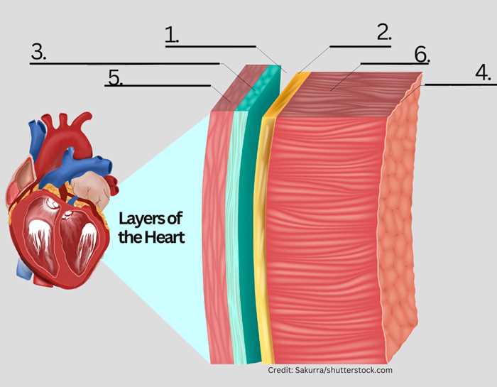 parts of the heart diagram quiz