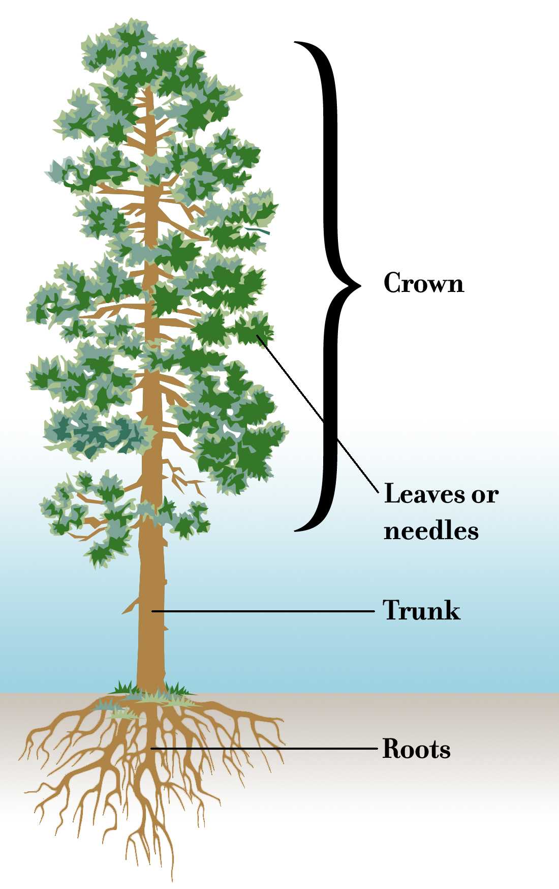 tree diagram parts