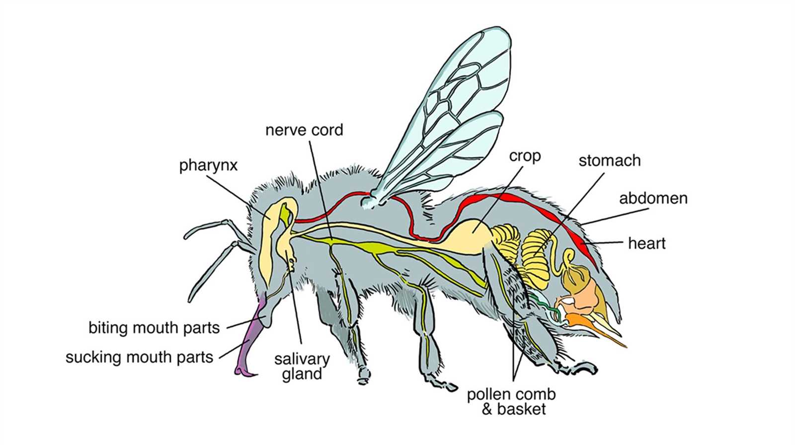 parts of an insect diagram