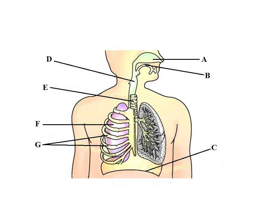 parts of respiratory system diagram