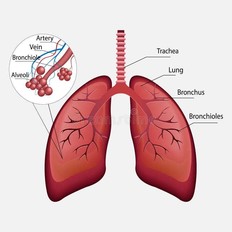 parts of respiratory system diagram