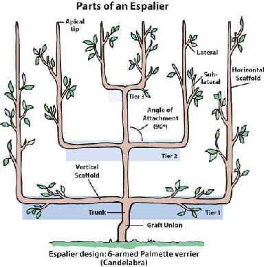 parts of an apple tree diagram