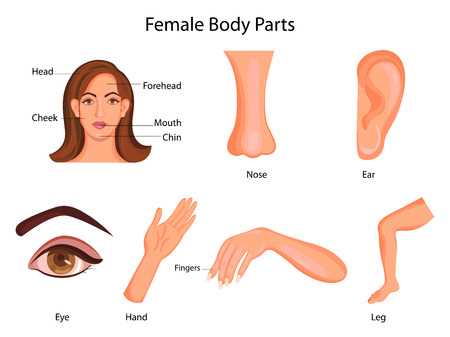 female body parts diagram