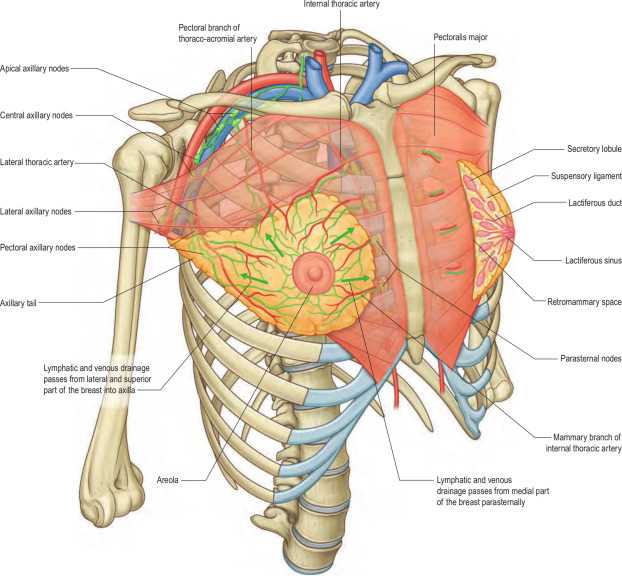 parts of the breast diagram