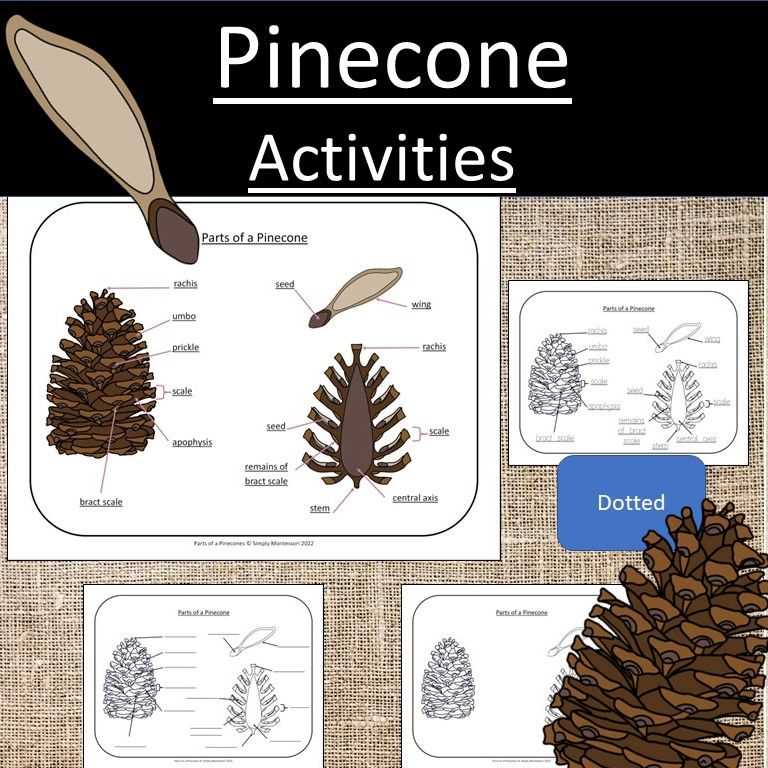 parts of a pine cone diagram poster