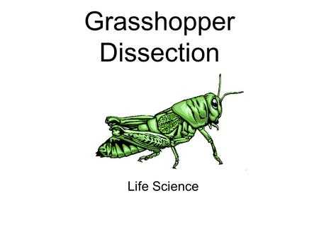 grasshopper mouth parts diagram