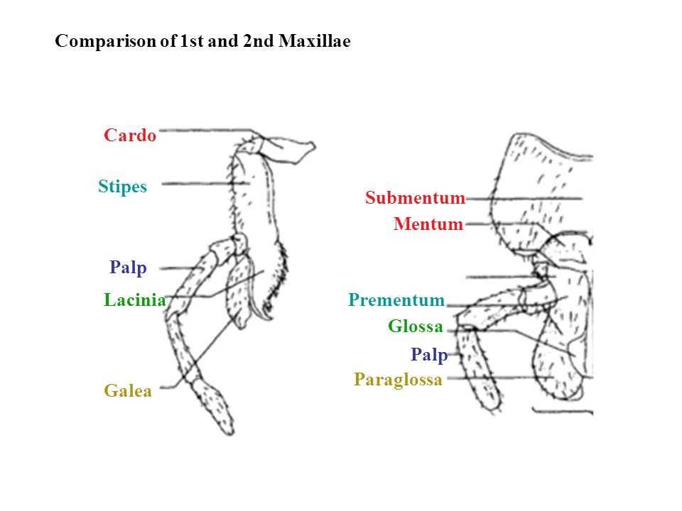 grasshopper mouth parts diagram