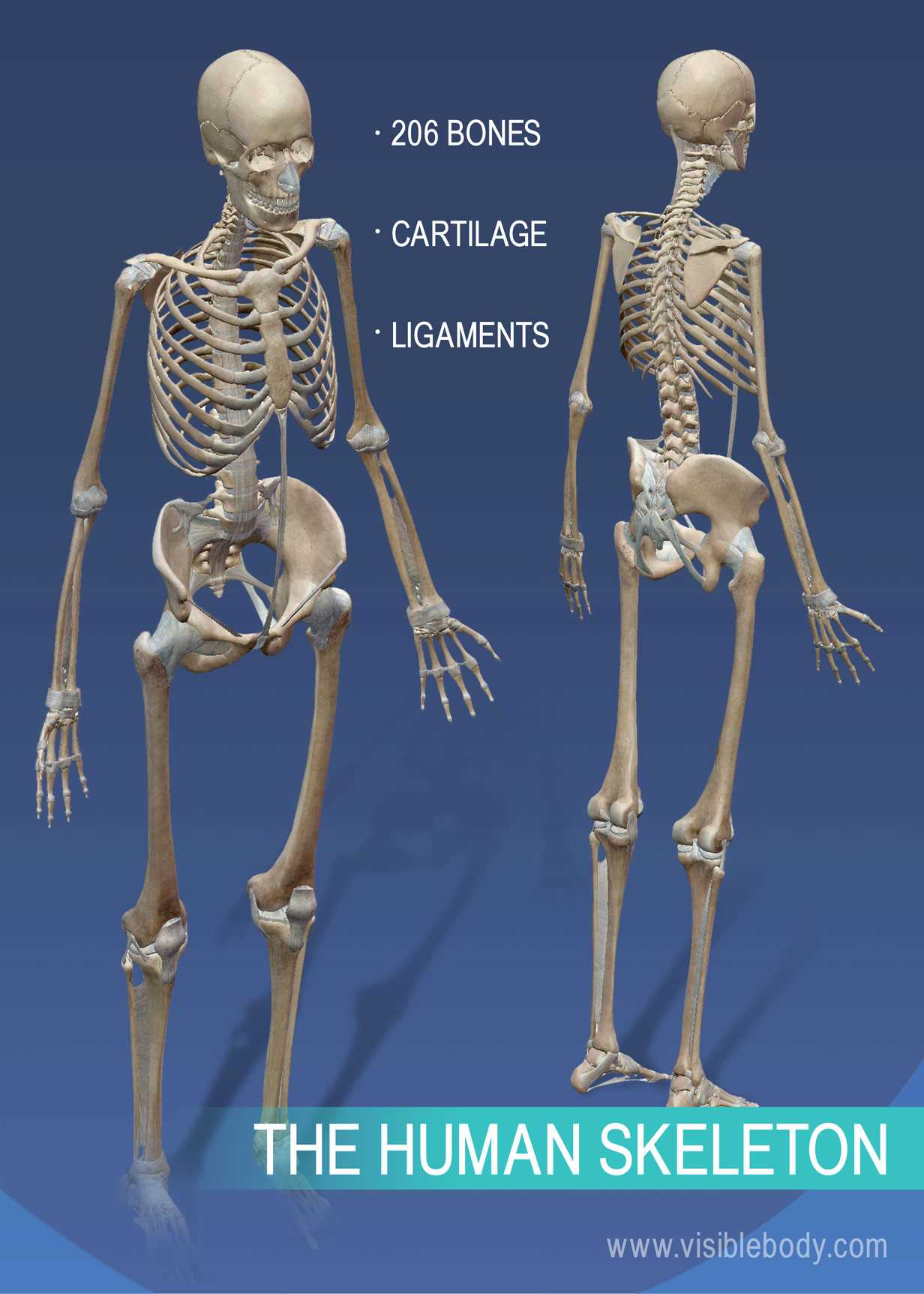 parts of the bone diagram