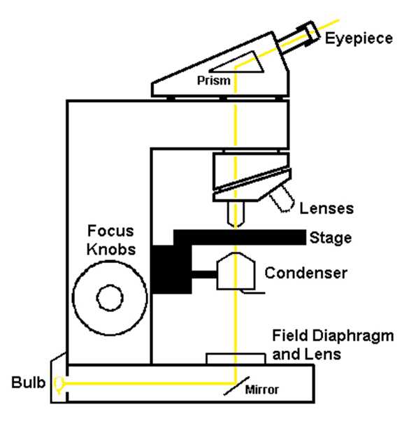 compound microscope parts diagram