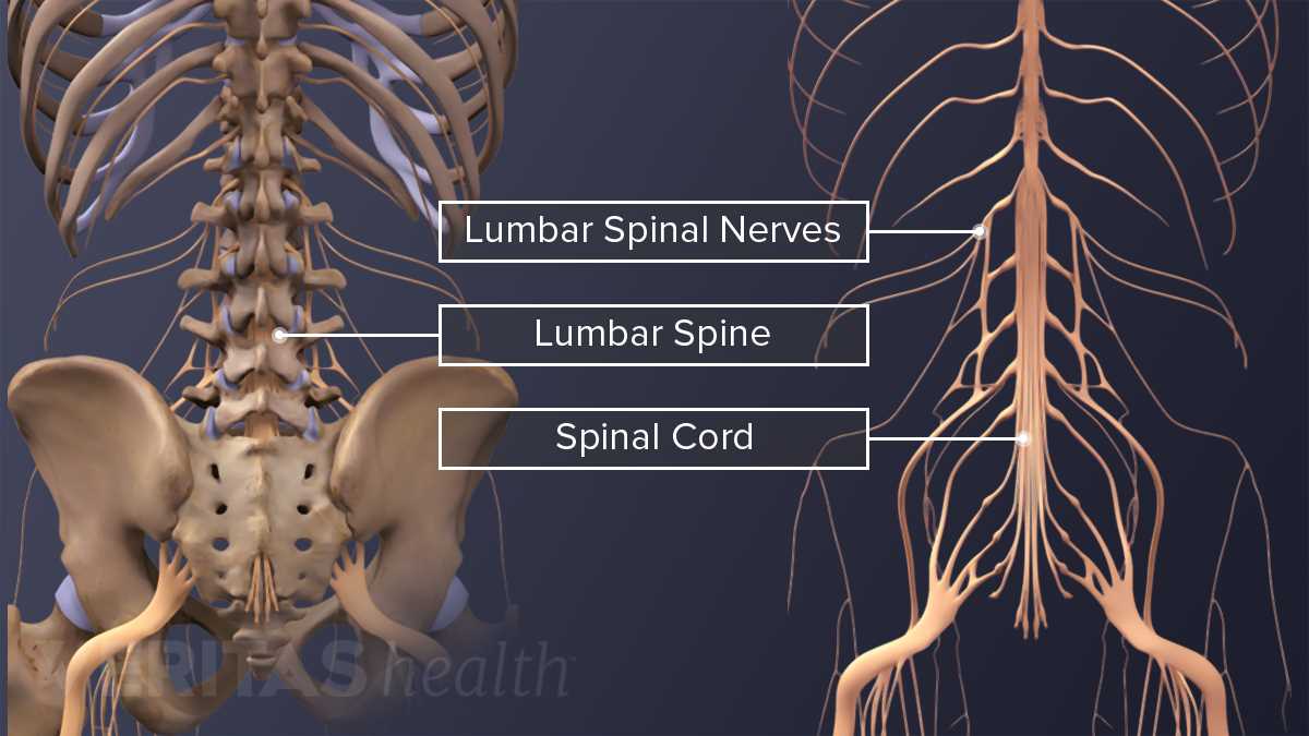 parts of spine diagram