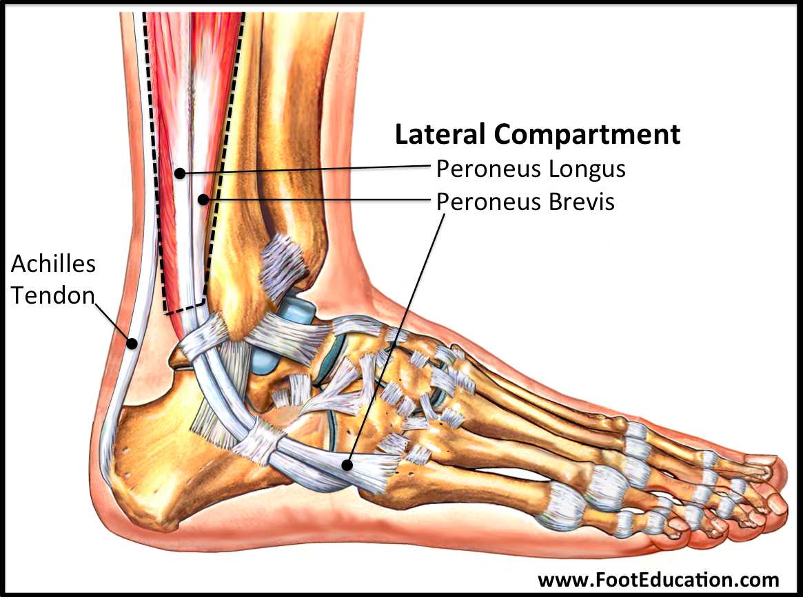 leg parts diagram