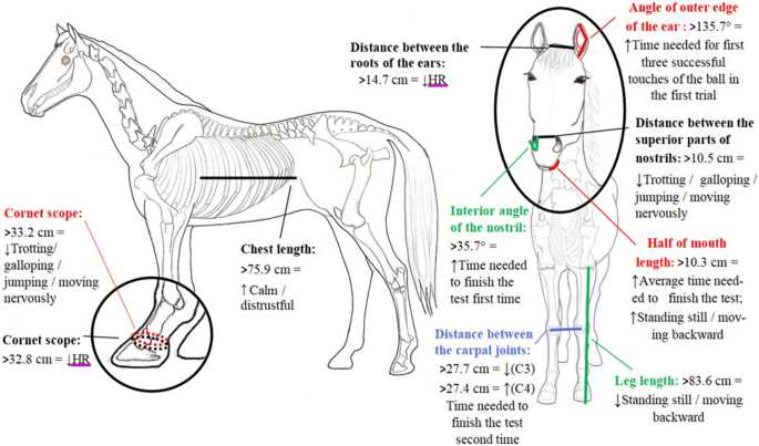 horse body parts diagram