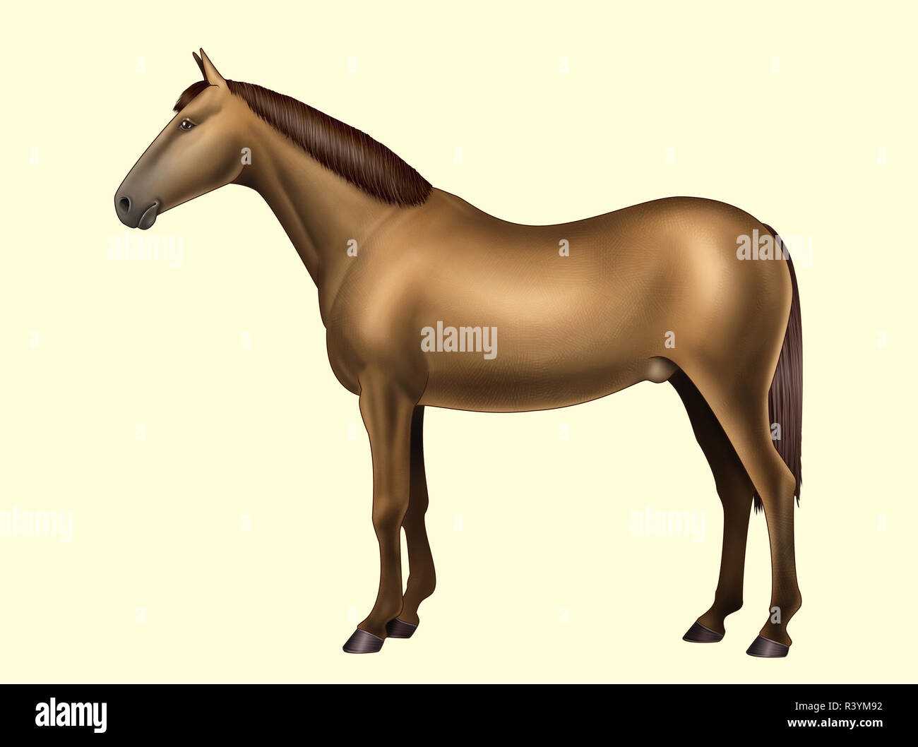 horse body parts diagram