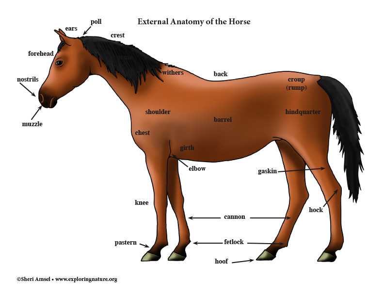 horse body parts diagram