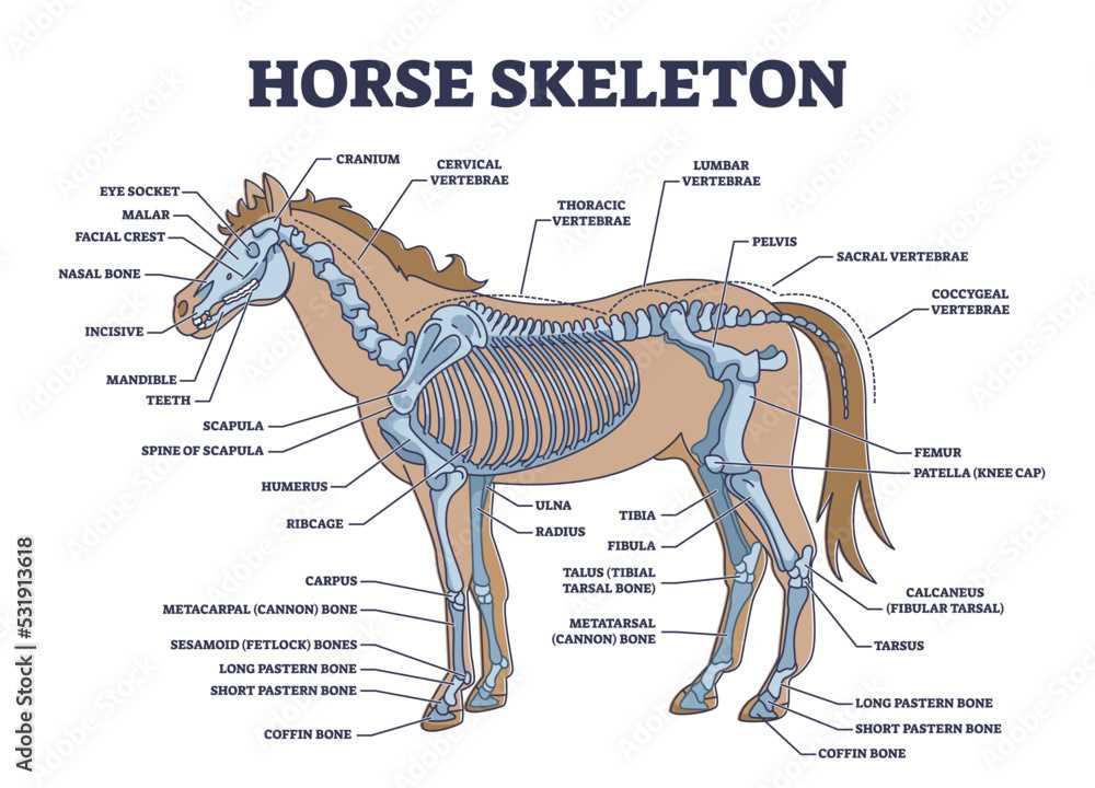 horse body parts diagram