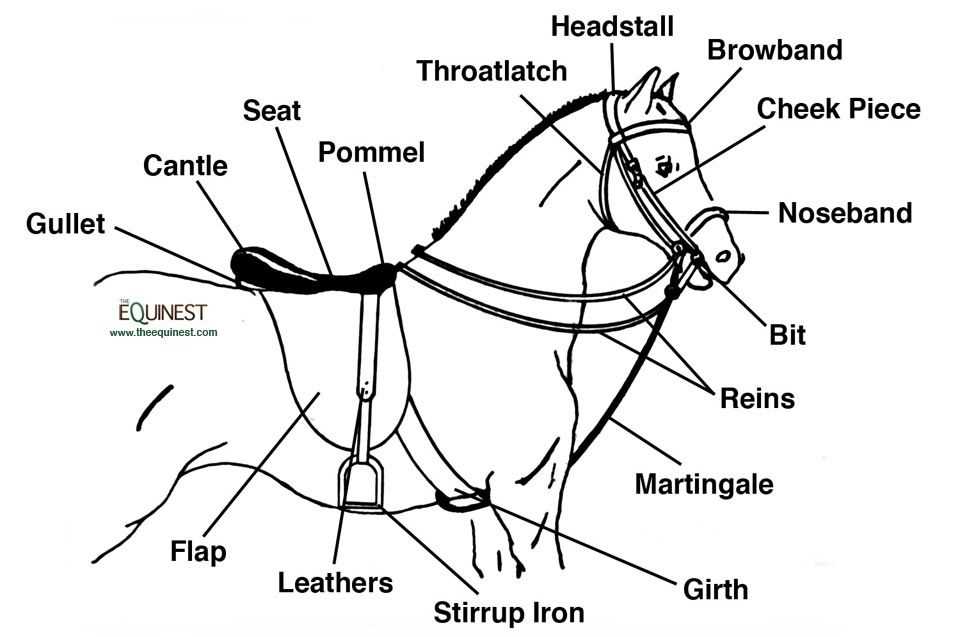 horse bridle parts diagram