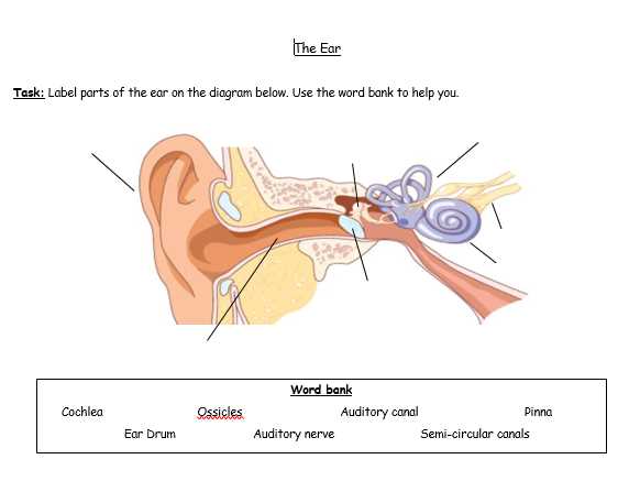 parts of the ear diagram to label