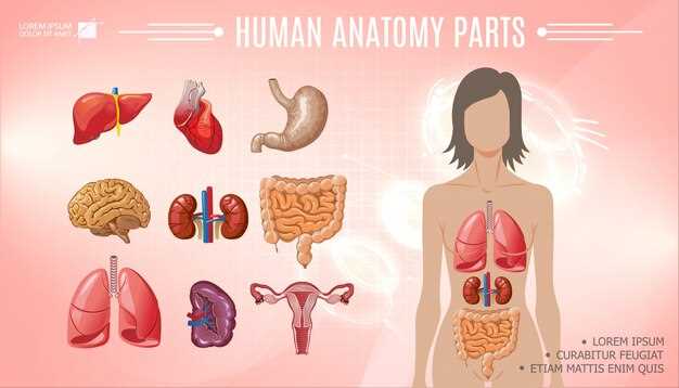 female body parts diagram