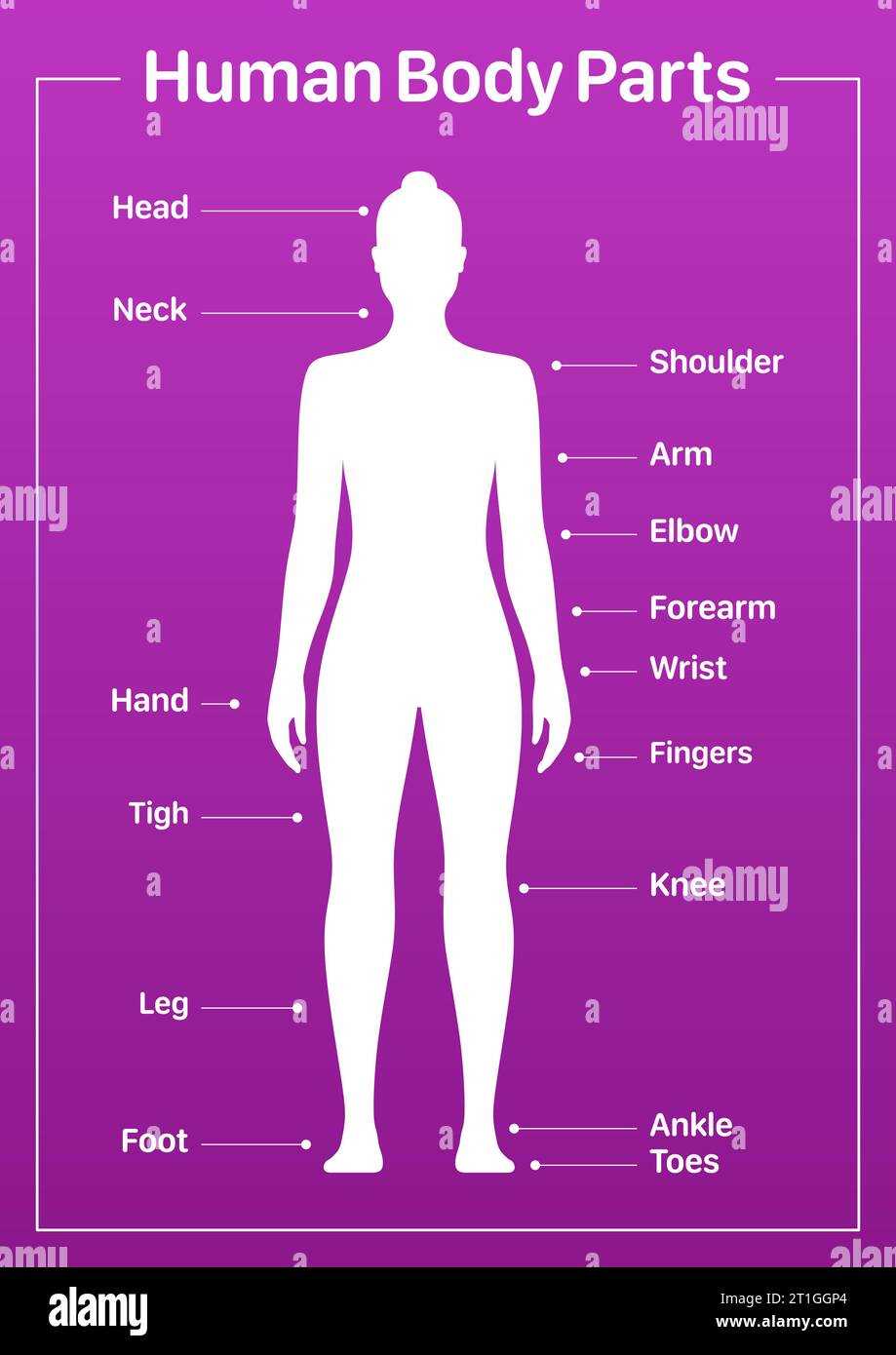 body parts female diagram