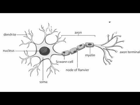 parts of a neuron diagram