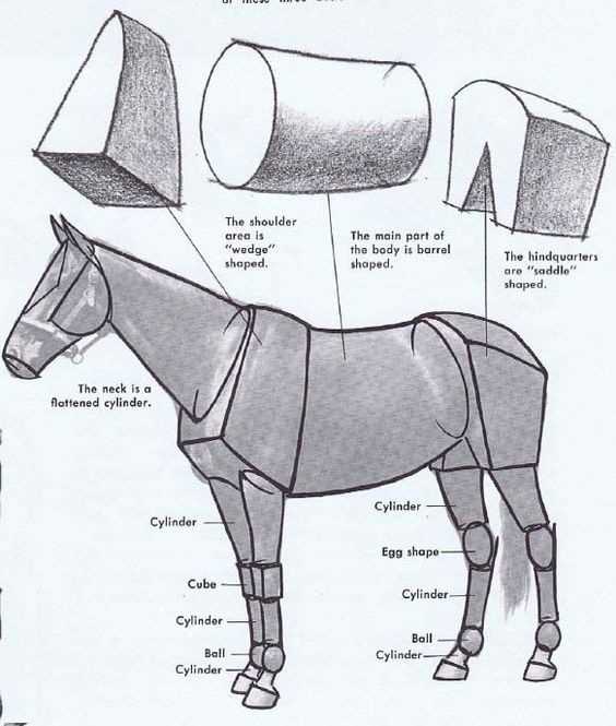 body parts of a horse diagram