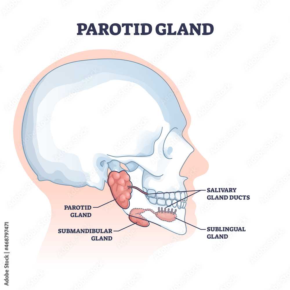 parts of mouth diagram