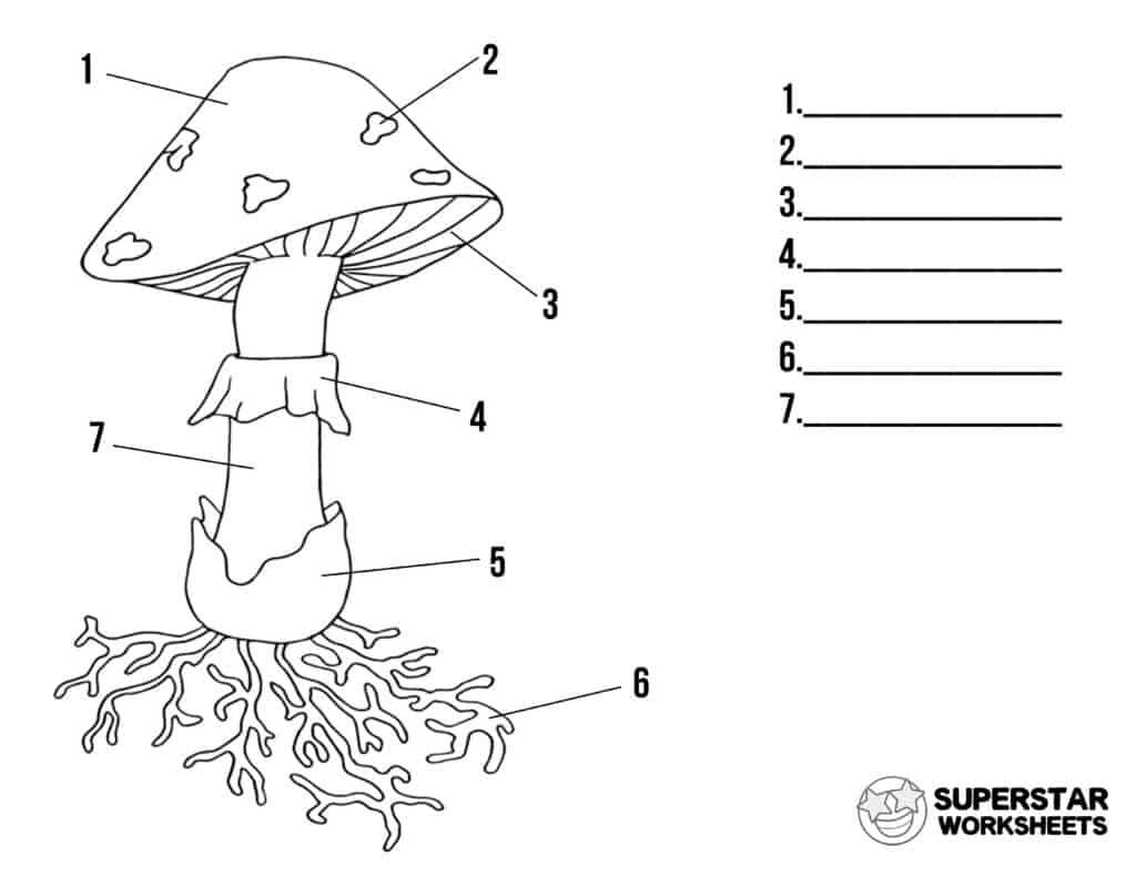 parts of mushroom diagram