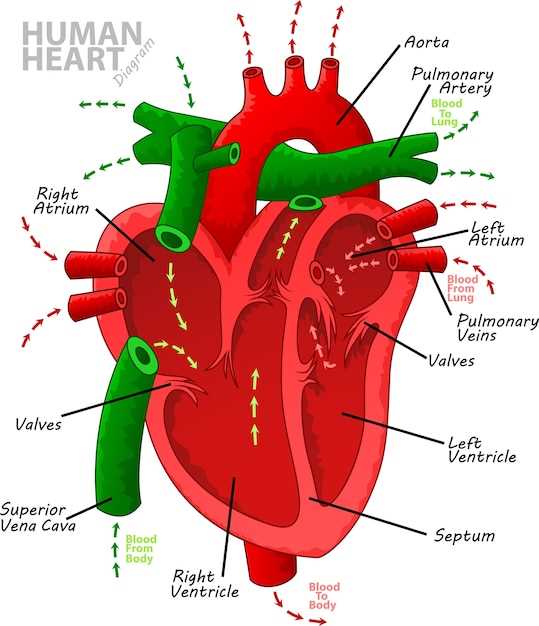 parts of the heart simple diagram