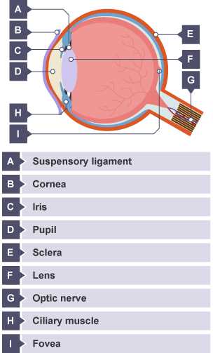 parts of the eye blank diagram