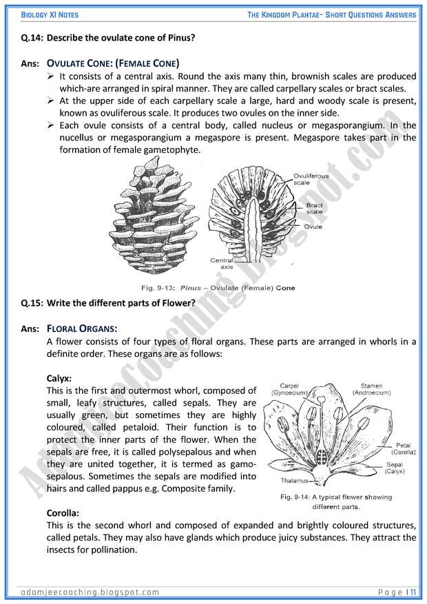 parts of a pine cone diagram poster